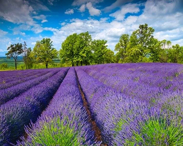Gradina de Lavanda - Salina Slanic