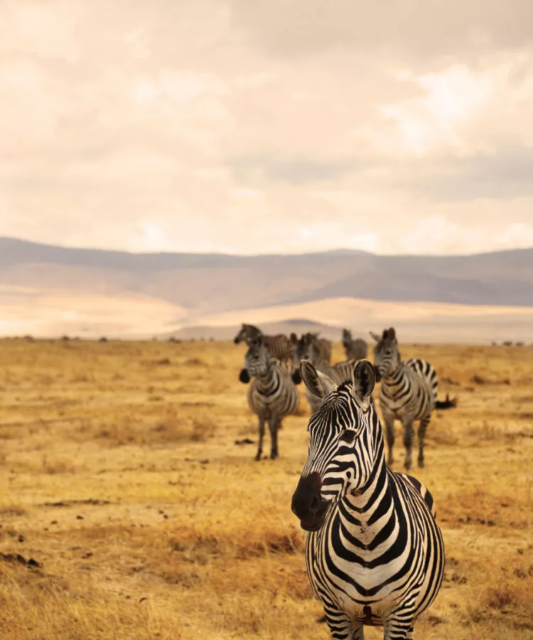 Ngorongoro Park
